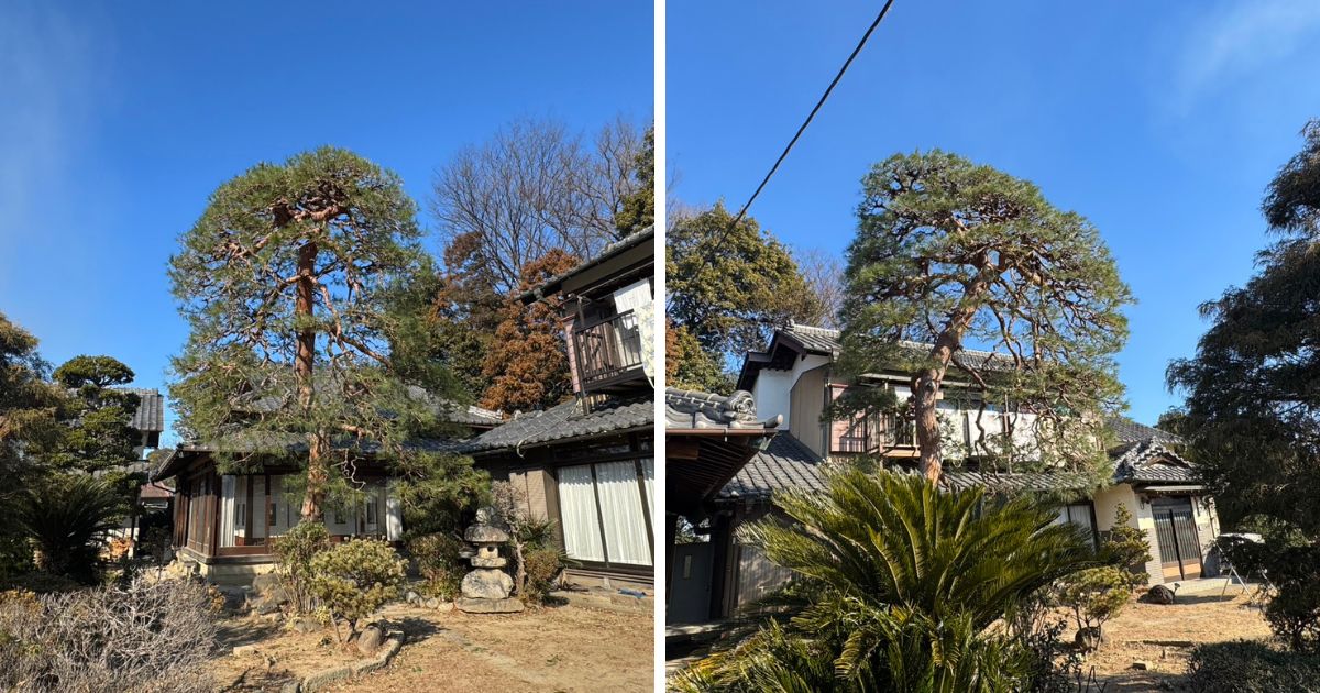 透かし剪定によって赤松特有の「枝の流れ」が復活し、樹冠が非常に軽やかになった状態。屋根との空間も適切に確保され、庭全体に光が差し込むようになった。一点の曇りもない快晴の青空を背景に、赤松本来の立体的で美しい樹形が際立っている。