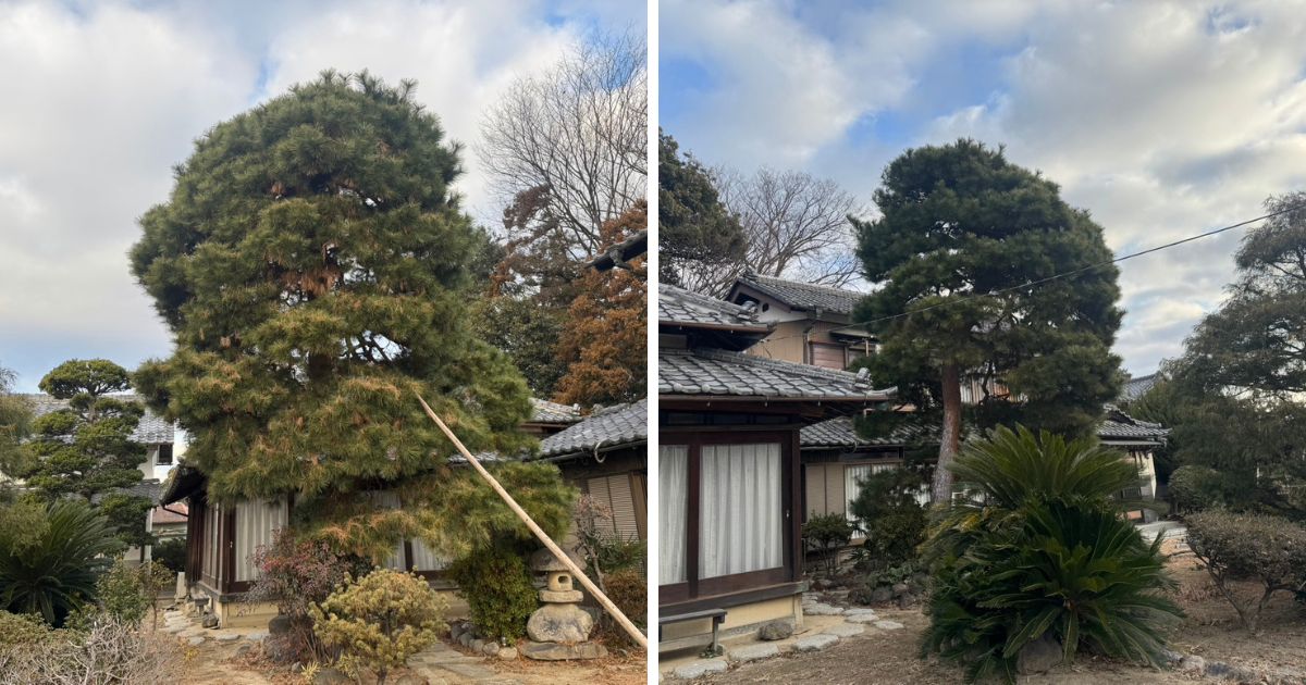 高さ約8mの赤松は、枝葉が幾重にも重なり幹肌や内部の枝ぶりが完全に見えないほど密に茂っている。枝が隣接する住宅の屋根に差し掛かり、庭全体に大きな影を落としている。足元にはソテツや長い竹竿が見える、曇り空の下の作業前の様子。