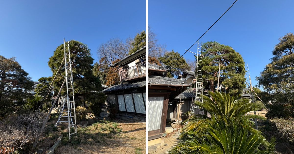 不安定な地盤でも安全に作業するため、長い2連梯子を設置し、さらに横ブレを防ぐための「差し込み丸太」を斜めに差し込んでガッチリと固定した足場。快晴の青空の下、電線を避けながら高所での安全を最優先に確保して剪定を進めるプロの現場の工夫。