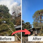 赤松剪定のビフォーアフター比較。左側は枝葉が密集し重たい印象の施工前、右側は透かし剪定によって美しい幹のラインが見え、青空が透けて見えるほど軽やかになった施工後の様子。埼玉県熊谷市の現場にて。