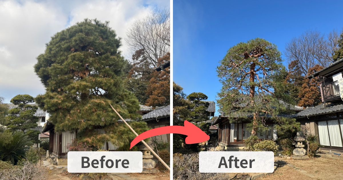 施工事例：熊谷市で赤松の高木剪定｜2連梯子×差し込み丸太で安全施工【三村庭苑】