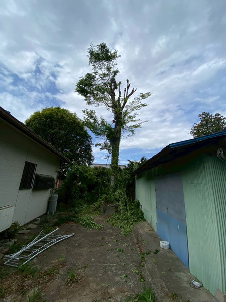 建物と建物の間に立つ単独の高木の施工中の様子。樹冠の大半が切り落とされ、幹と数本の主枝のみが残った状態。地面には切り落とされた枝葉が散らばっている。